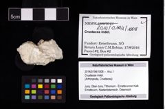 Foto (Objekt + Etikett) von Crustacea indet.  (NHMW-GEO-2014-0194-1008)